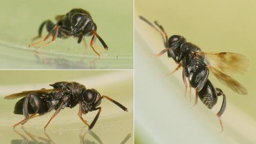 Haltichella rufipes